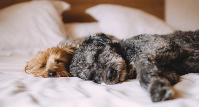 Amerisleep – Healthier Sleep