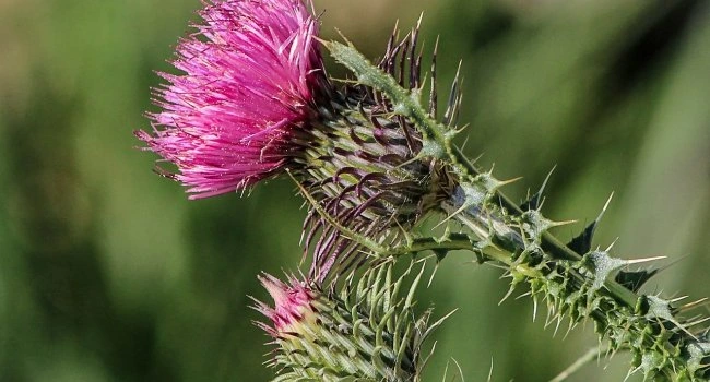 California Gold Nutrition – Milk Thistle Extract