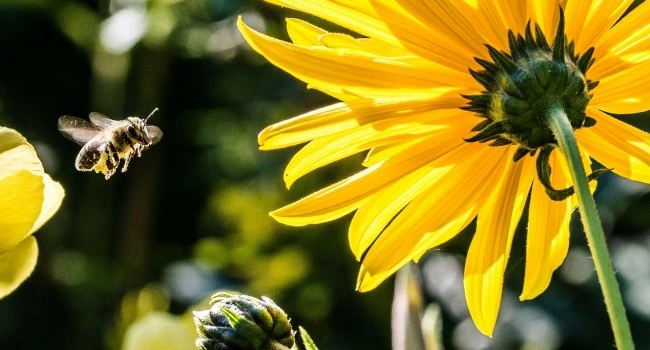Sierra Bees – Organic Lip Balms